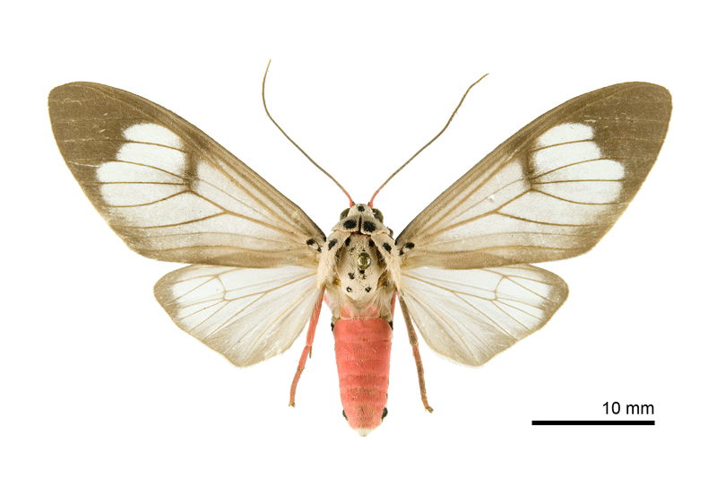 Amerila astrea Female
